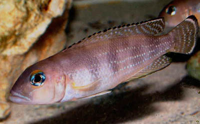 Lepidiolamprologus meeli